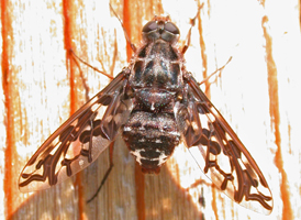 Xenox tigrinus
